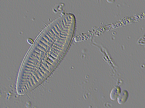 Surirella elegans