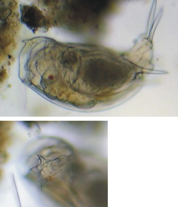 Mytilina sp