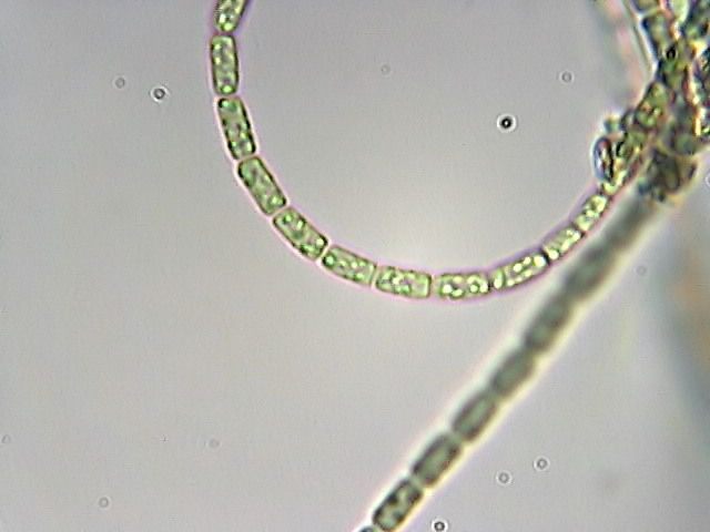 Anabaena sp