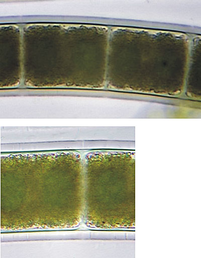 Zygnema sp