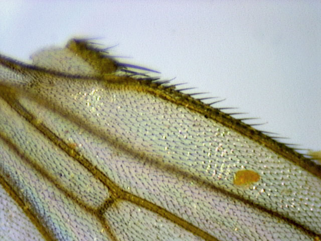 Drosophila melanogaster