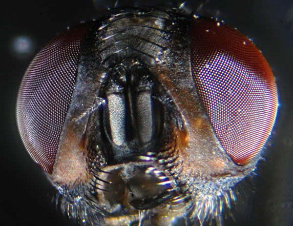 Musca domestica