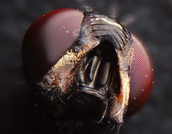 Musca domestica