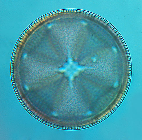 Actinoptychus heliopelta