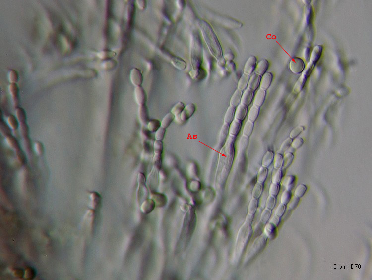 Penicillium sp