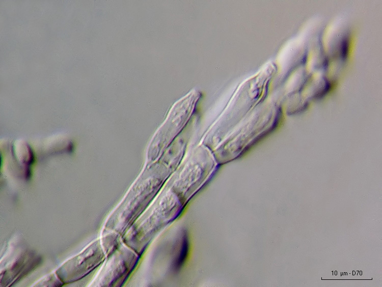 Penicillium sp