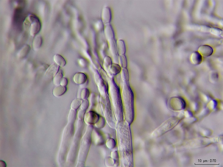Penicillium sp