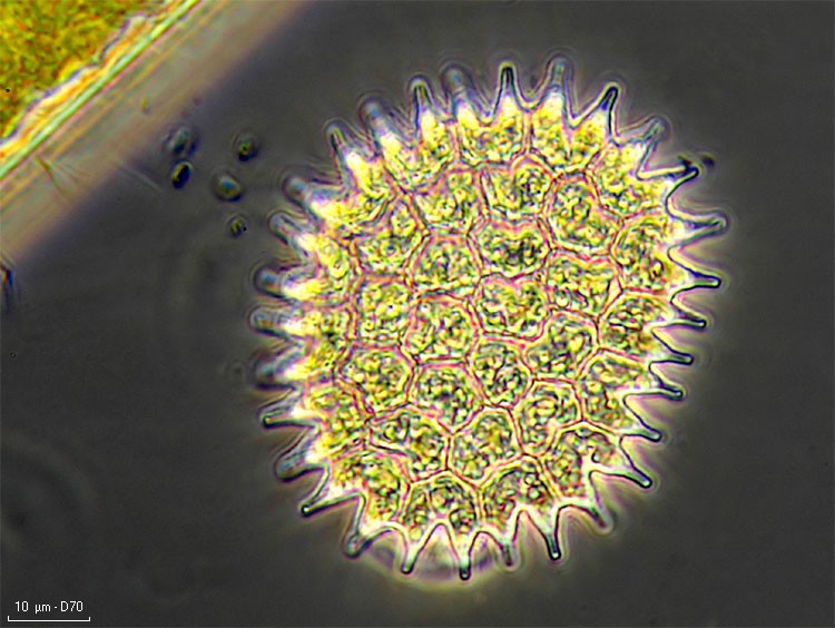 Pediastrum boryanum