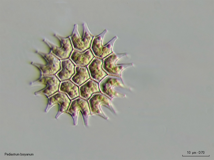 Pediastrum boryanum