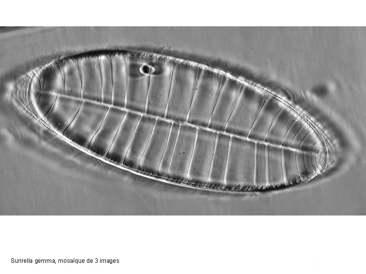 Surirella gemma