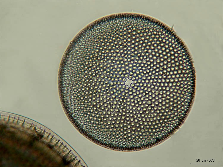 Coscinodiscus radiatus