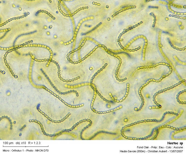 Nostoc sp