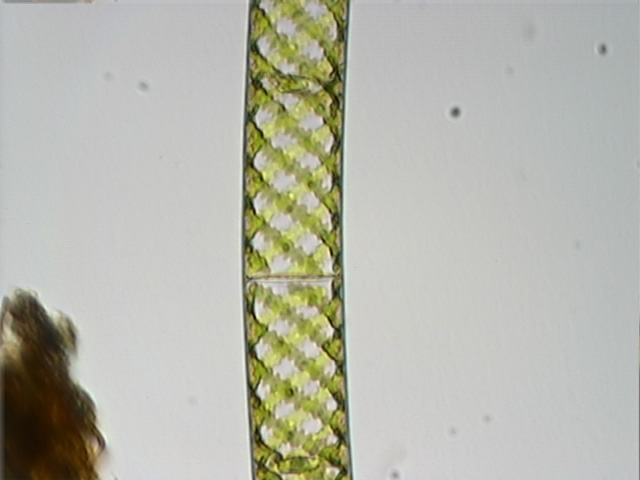 Spirogyra sp