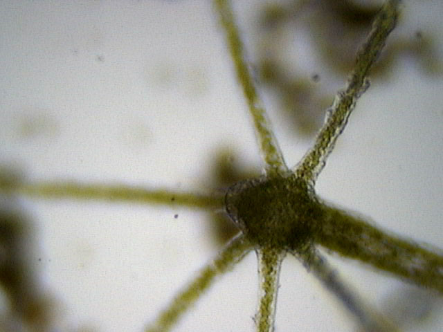 Chlorohydra veridissima