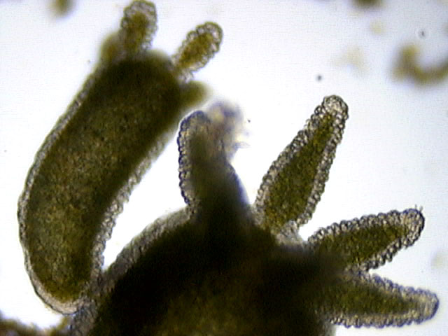 Chlorohydra veridissima