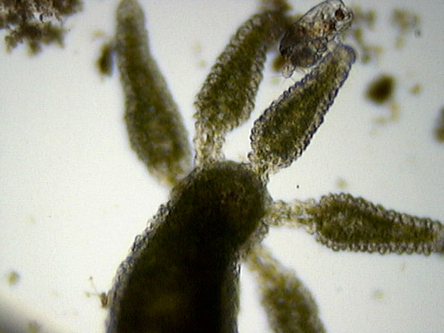 Chlorohydra veridissima