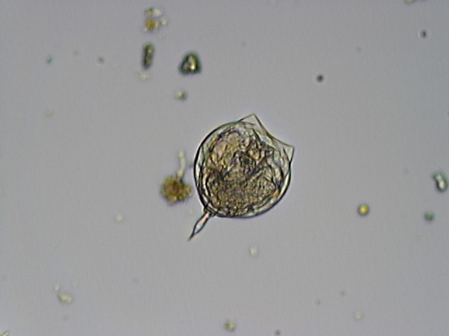 Lecane sp