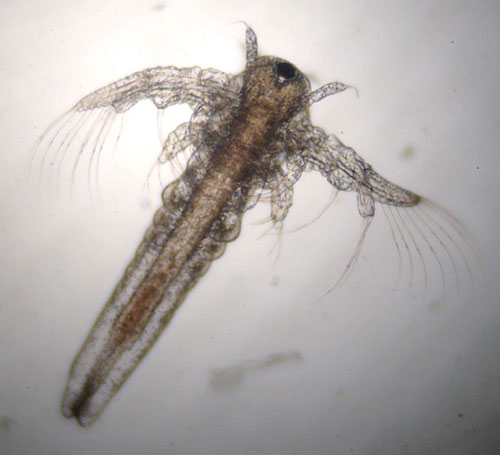 Artemia salina