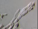 Penicillium sp