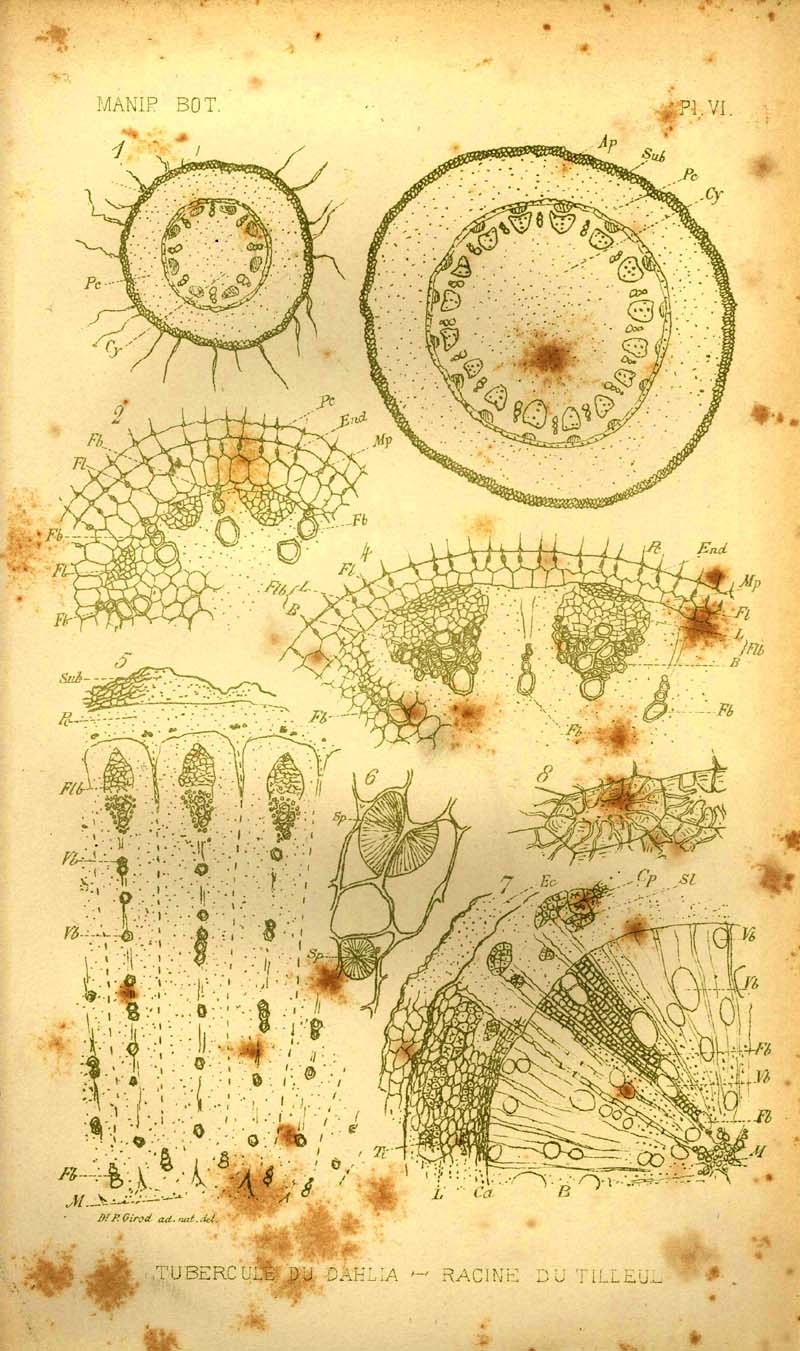 P.36 - Pl.6