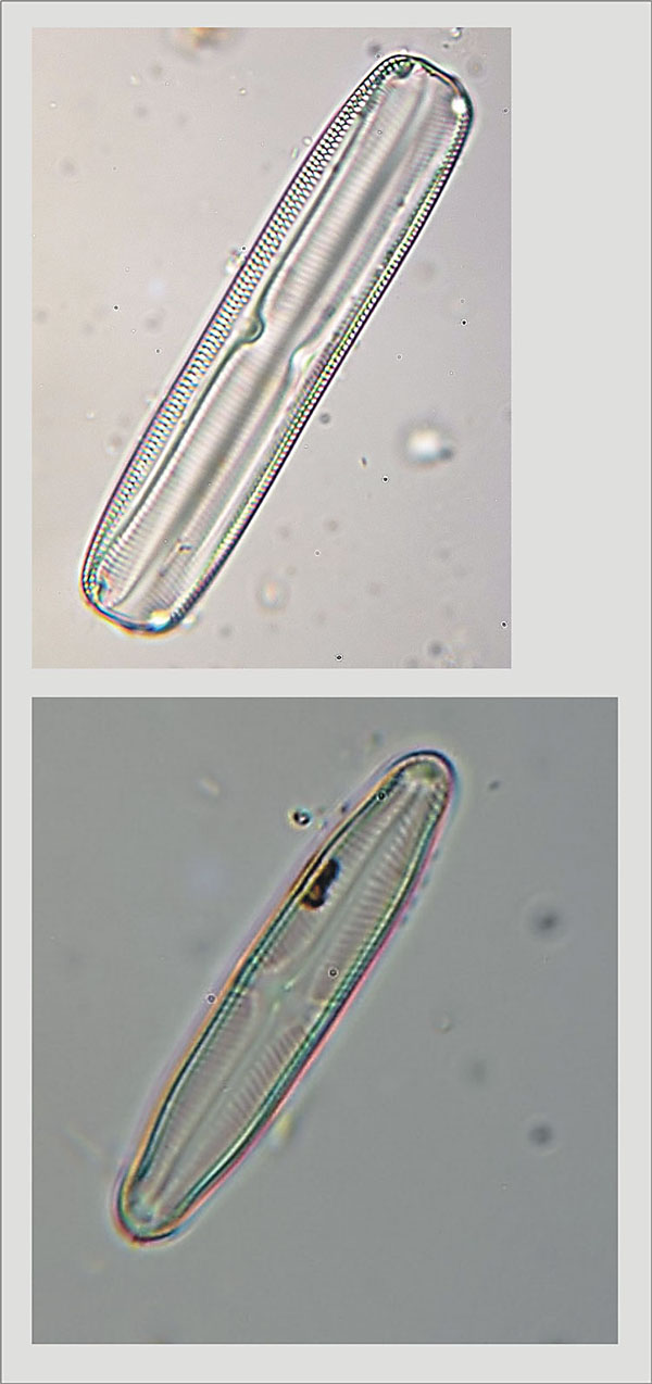 Pinnularia divergens